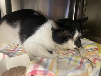 An adult medium-sized male Domestic Short Hair cat named Jerry for adoption in Independence, MO