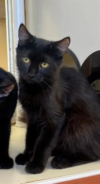 A young small-sized female Domestic Medium Hair cat named Evie for adoption in Thousand Palms, CA