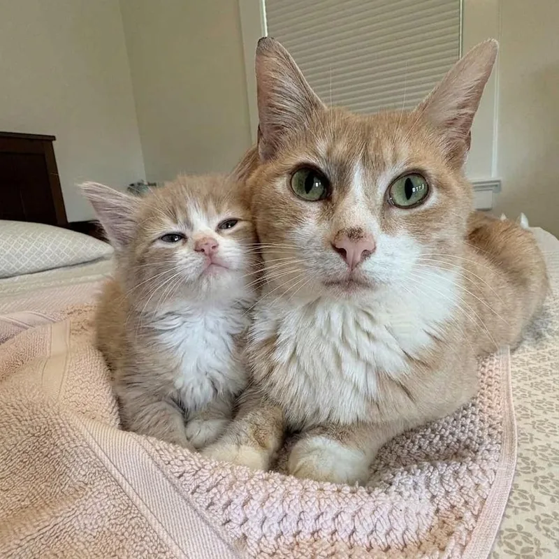 A baby medium-sized female Orange & White Domestic Medium Hair cat named Bo & Louisiana for adoption in Montclair, NJ