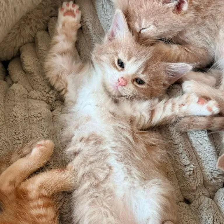 Bo & Louisiana thumbnail 4