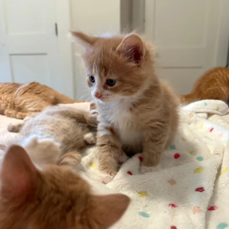 Bo & Louisiana thumbnail 5