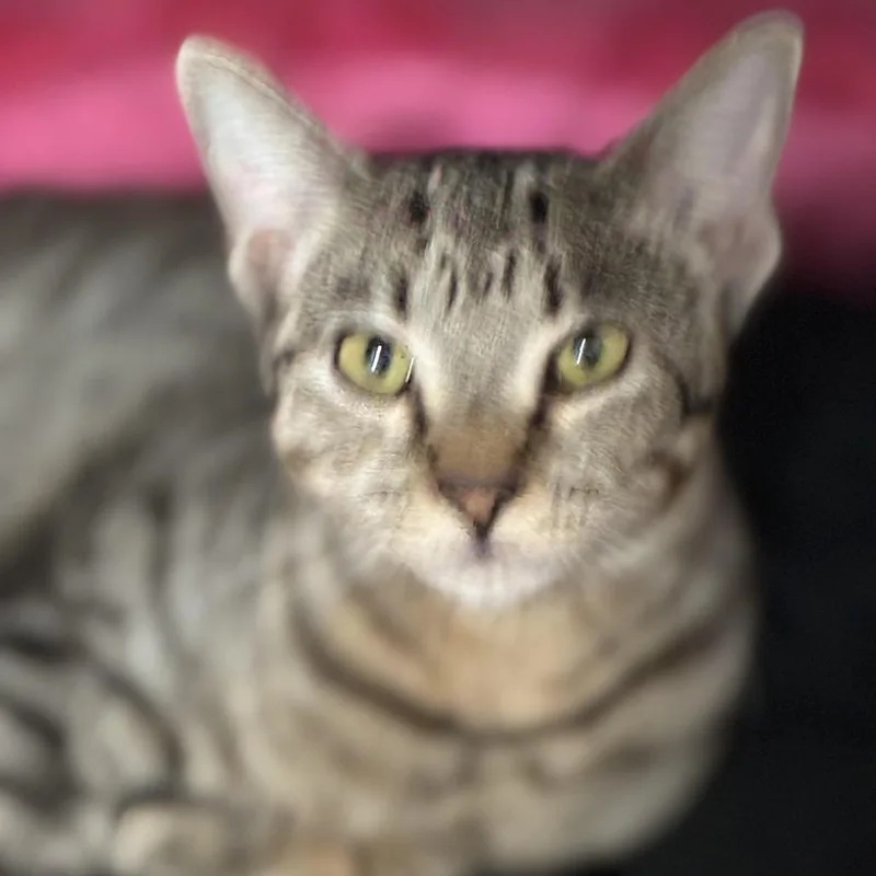 A young medium-sized female Brown / Chocolate Domestic Short Hair cat named Abigail for adoption in South Elgin, IL