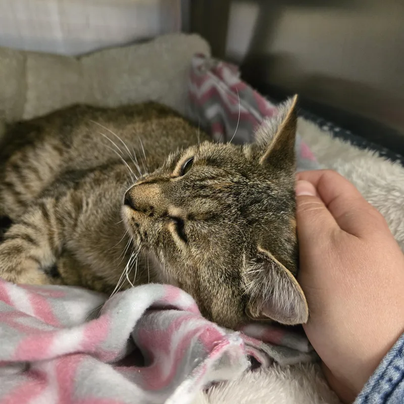 An adult small-sized female Torbie Domestic Short Hair cat named Petunia for adoption in Paris, ME