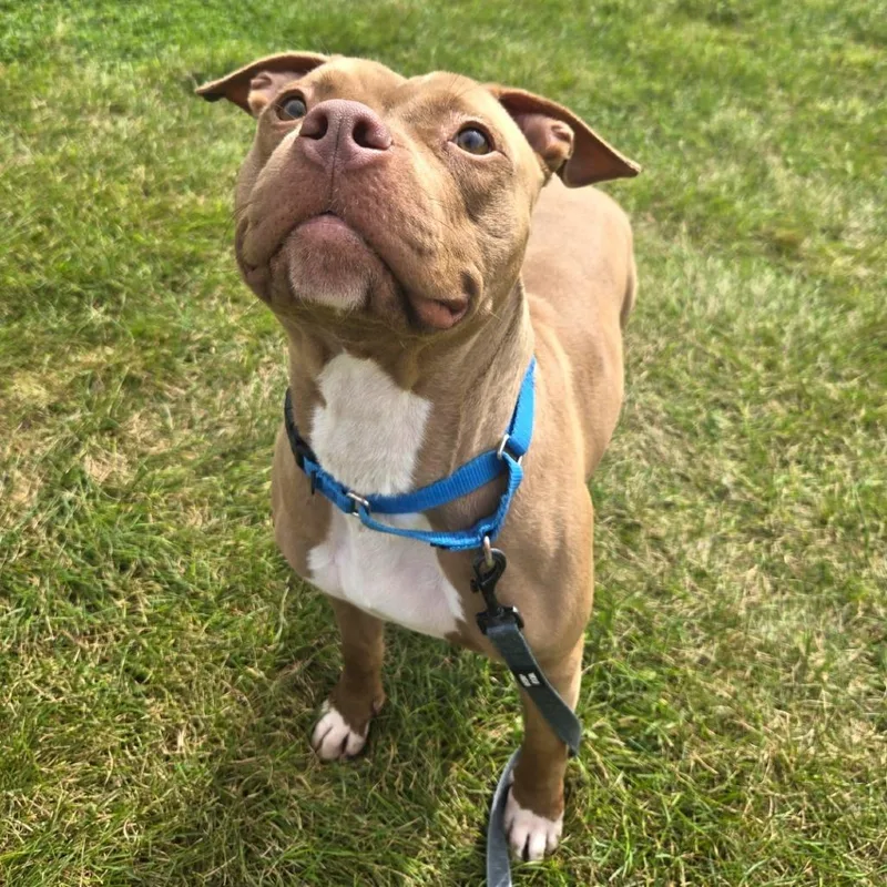 An adult medium-sized female Pit Bull Terrier dog named Peaches for adoption in Champaign, IL