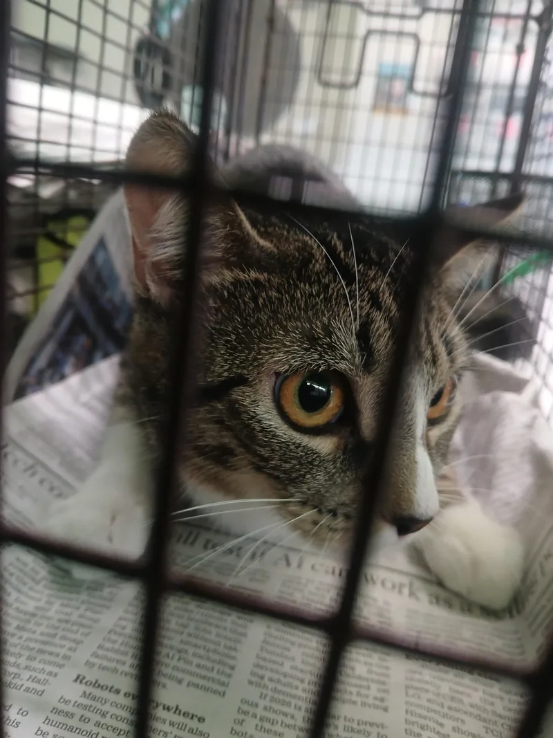 A young medium-sized female Domestic Short Hair cat named Ziggy for adoption in Los Angeles, CA