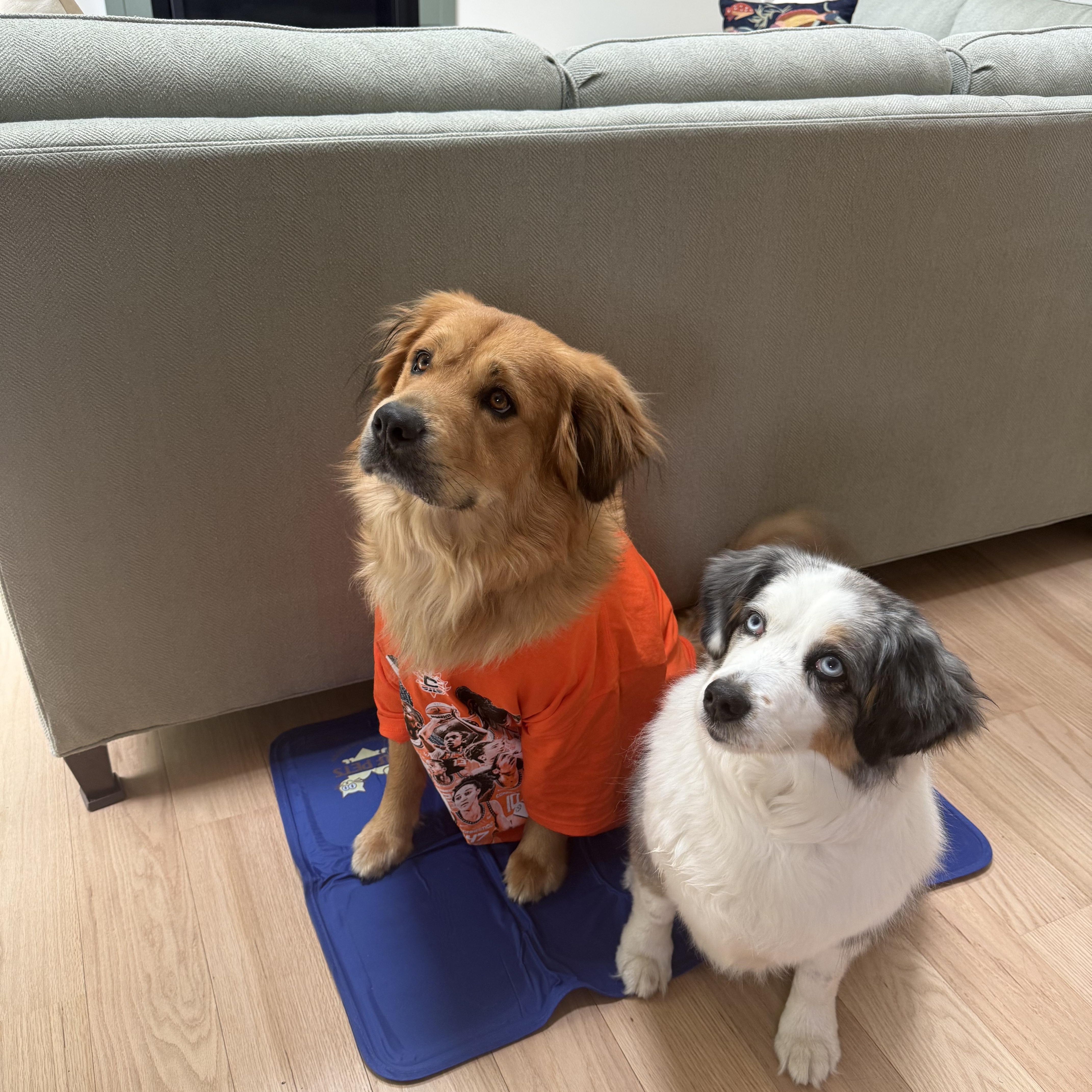 An adult medium-sized male Golden Retriever dog named Varsity for adoption in East Haddam, CT