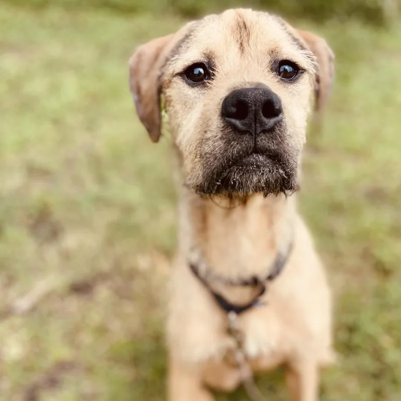 An adult medium-sized male Apricot / Beige Airedale Terrier dog named Astro for adoption in Sarasota, FL