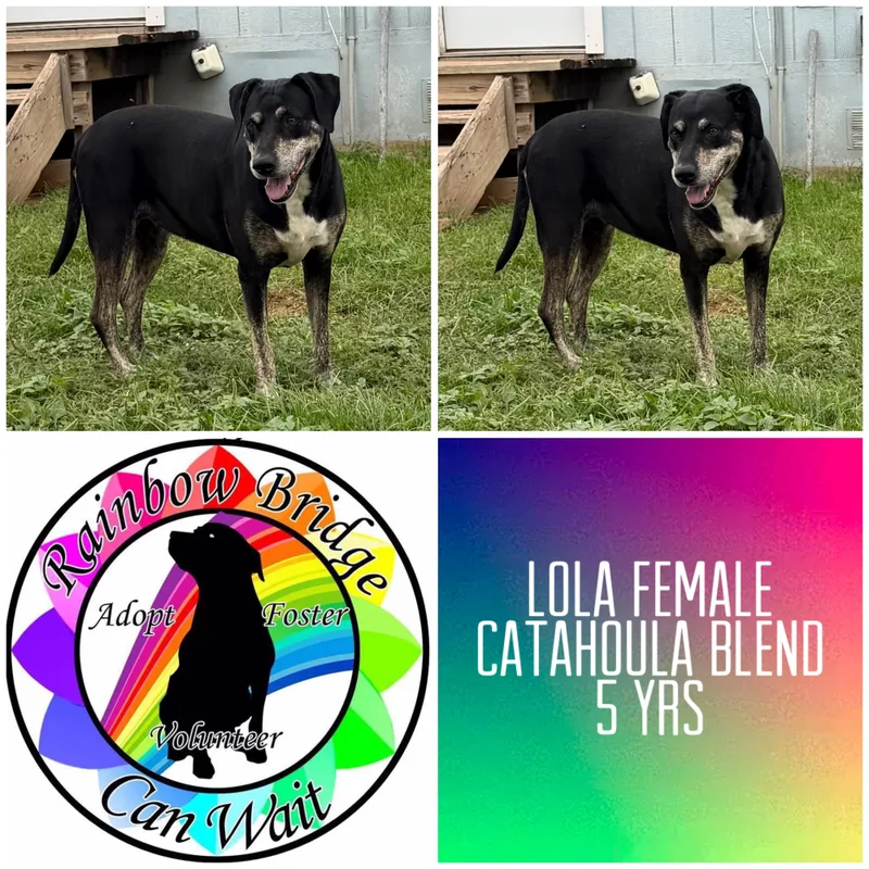 An adult large-sized female Black Catahoula Leopard Dog dog named Lola for adoption in Carnegie, OK