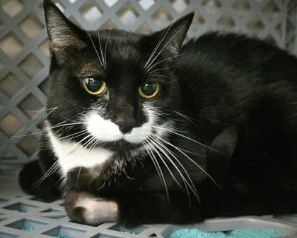 An adult small-sized male Domestic Short Hair cat named Tobi for adoption in West Seneca, NY