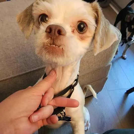 An adult small-sized female White / Cream Shih Tzu dog named Nala for adoption in Columbia, MD