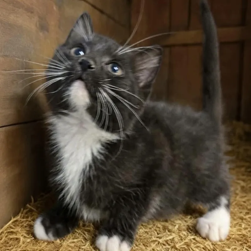A young medium-sized male Black & White / Tuxedo Domestic Short Hair cat named Dale for adoption in Xenia , OH
