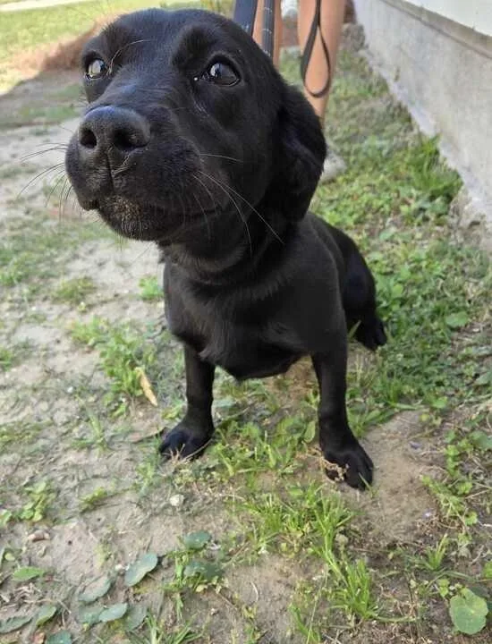 A young medium-sized female Labrador Retriever dog named Midge for adoption in New Orleans, LA