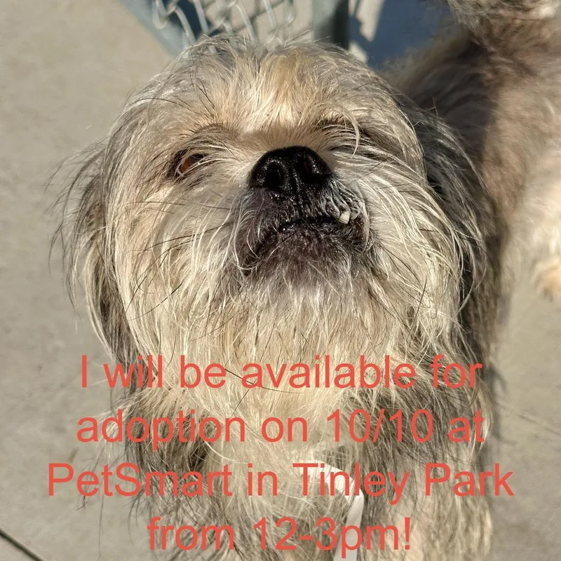 An adult small-sized male Gray / Blue / Silver Mixed Breed dog named Zion for adoption in Matteson, IL