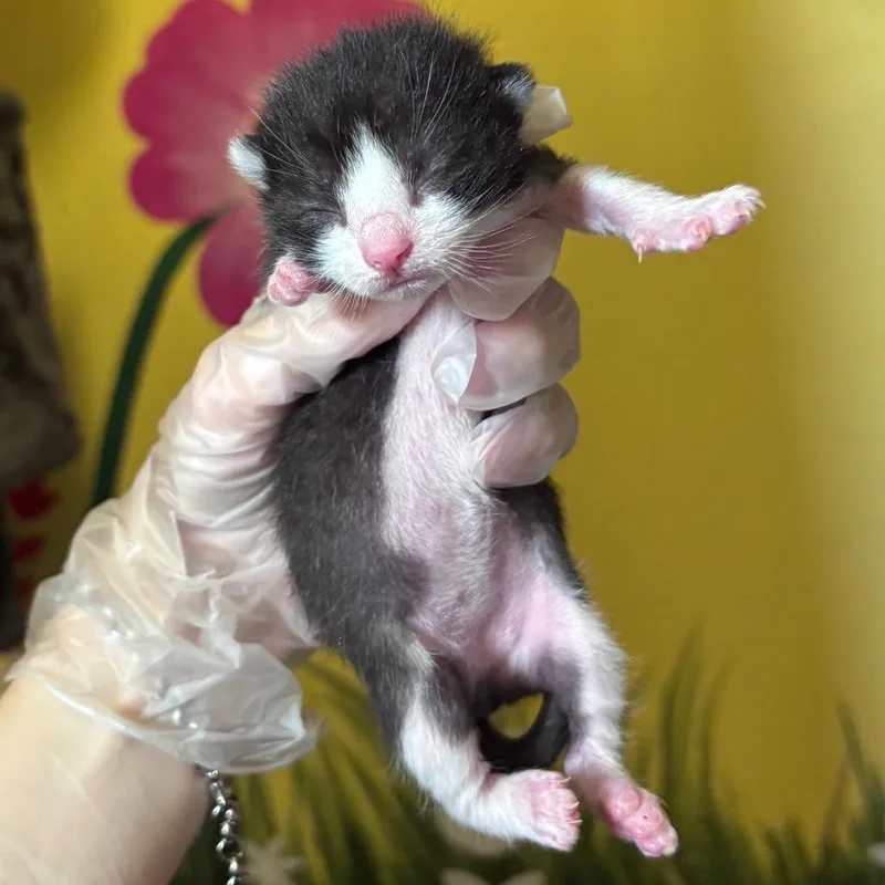 Itsy thumbnail 2