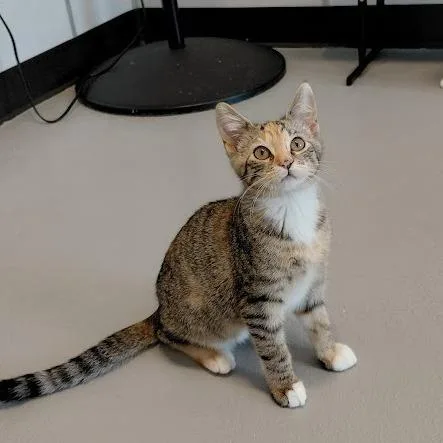 A baby small-sized female Calico Domestic Short Hair cat named Alice for adoption in Grantsville, UT