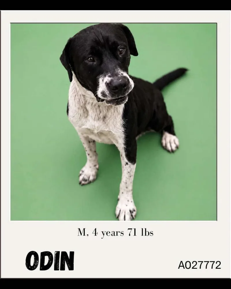 An adult large-sized male Mixed Breed dog named Odin for adoption in Charlotte, MI
