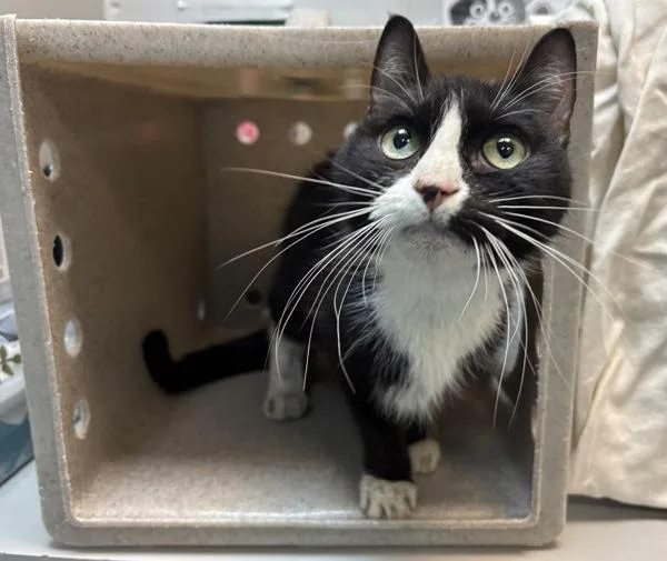 An adult small-sized female Domestic Short Hair cat named Eleanor for adoption in New York, NY