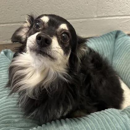 An adult small-sized male Chihuahua dog named Buffalo for adoption in Red Bluff, CA