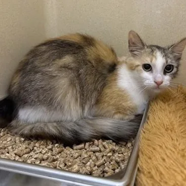 An adult medium-sized female Calico Domestic Medium Hair cat named Mochi for adoption in Converse, TX