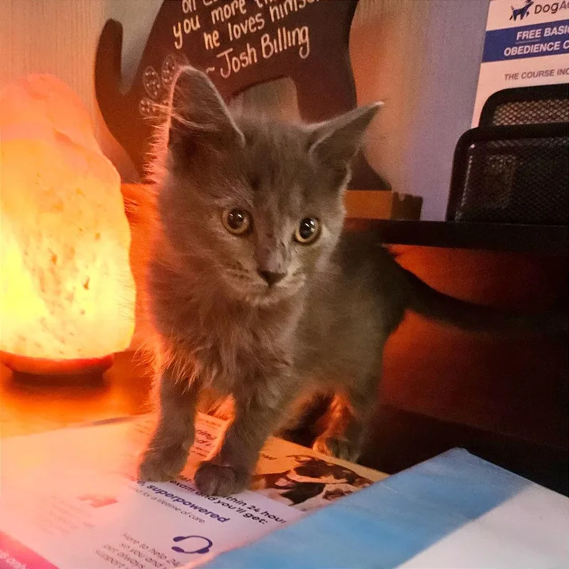 A baby small-sized female Domestic Long Hair cat named Flora Fajita for adoption in Clarksville, AR