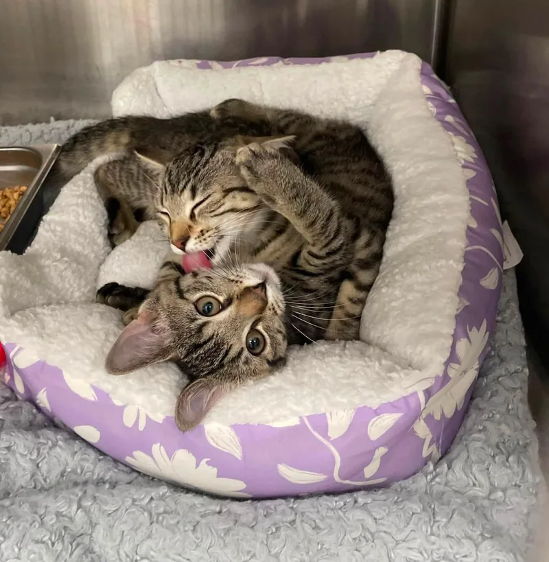 A baby medium-sized female Domestic Short Hair cat named Carolina Reaper PepperDarker Tabby for adoption in Front Royal, VA