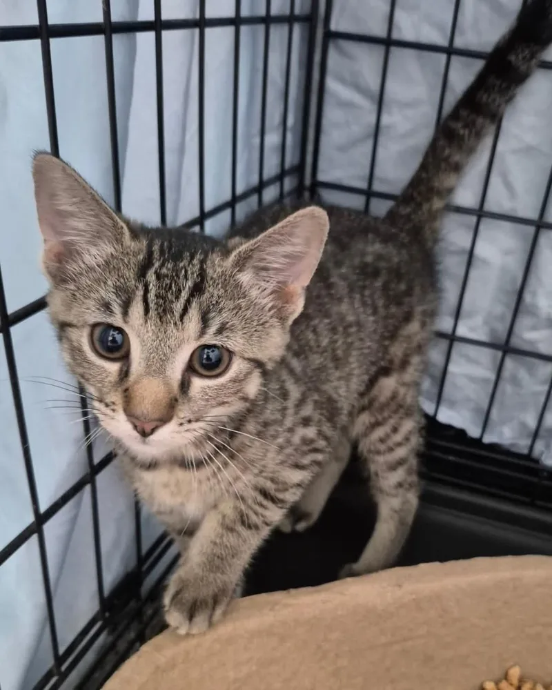 Carolina Reaper PepperDarker Tabby thumbnail 2