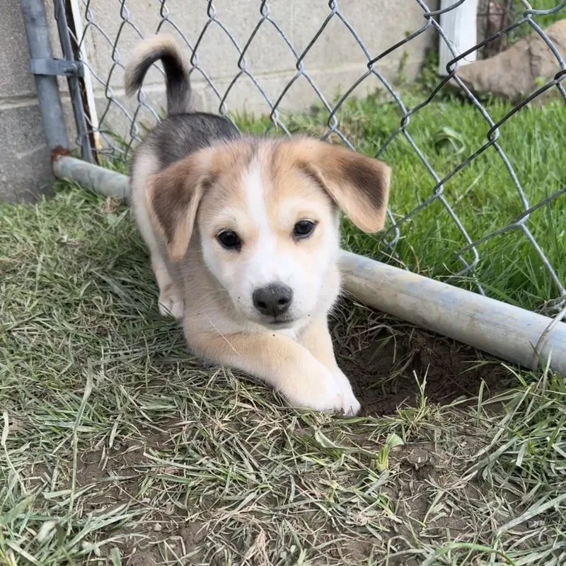 A baby small-sized male Husky dog named Price for adoption in Stahlstown, PA