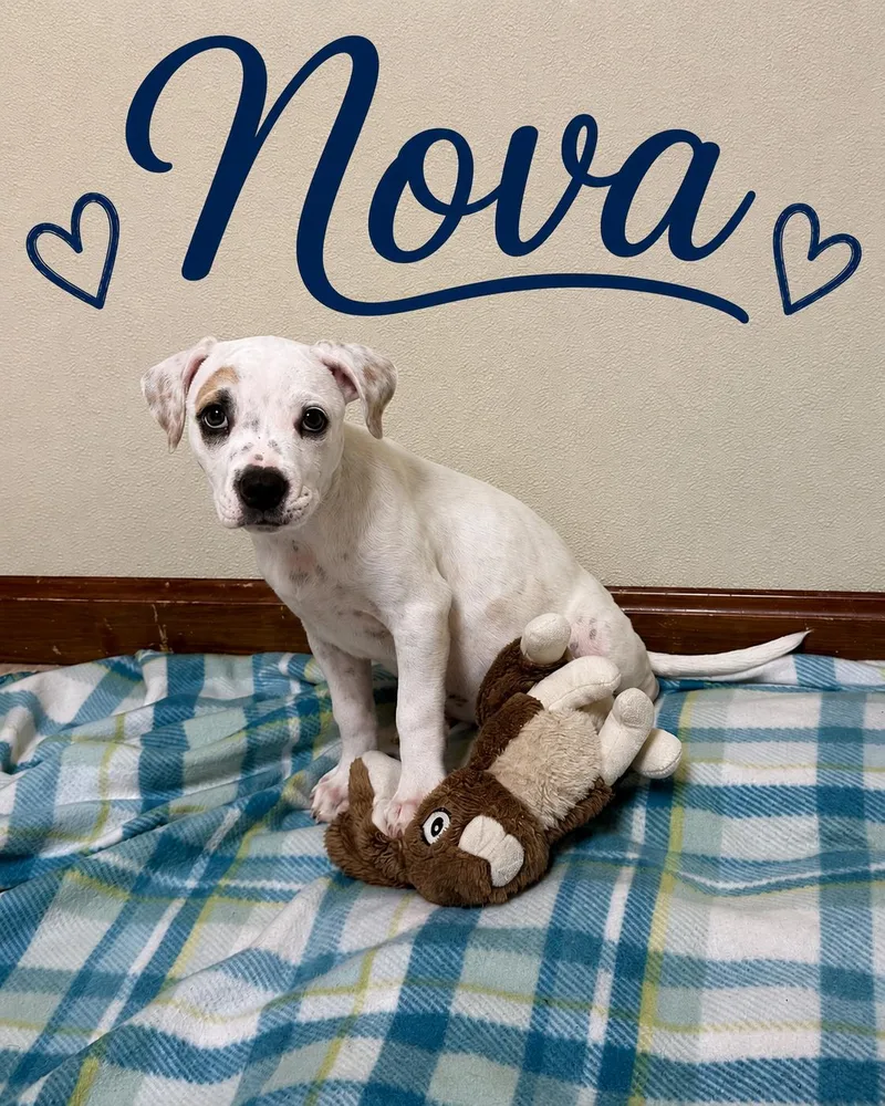 Nova thumbnail 3