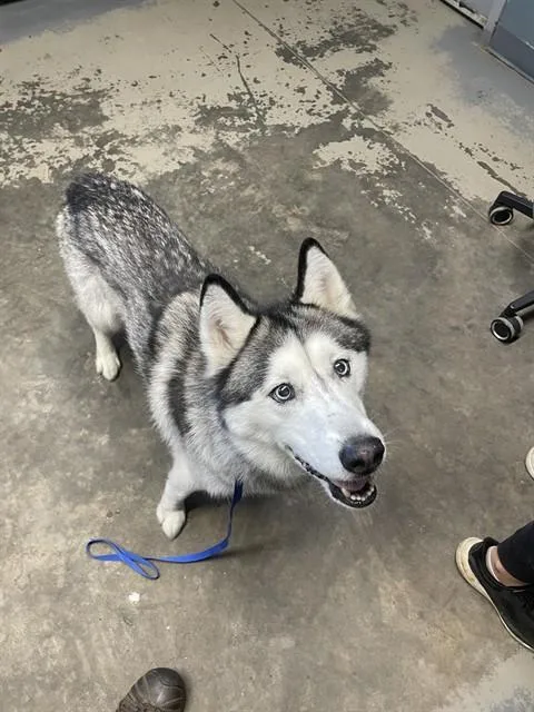 A senior medium-sized male Husky dog named Boss for adoption in Tallahassee, FL