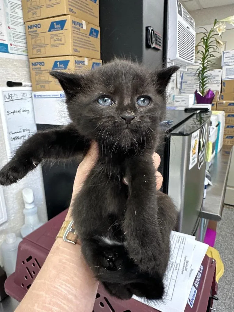 A baby medium-sized female Domestic Short Hair cat named Ginger Spice for adoption in Pomona, NY