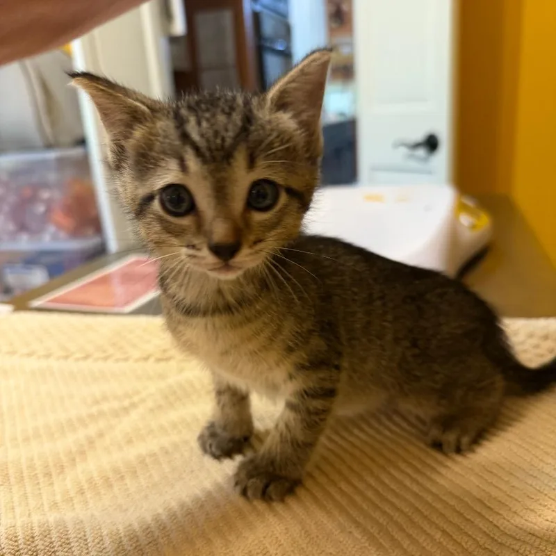 A baby small-sized male Brown / Chocolate Domestic Short Hair cat named Timothy for adoption in Flower Mound, TX