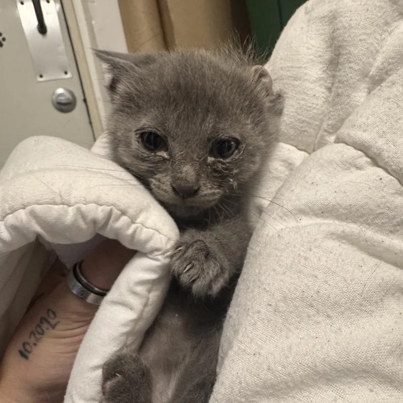 A baby small-sized male Gray / Blue / Silver Domestic Short Hair cat named Stick for adoption in Columbus, NC