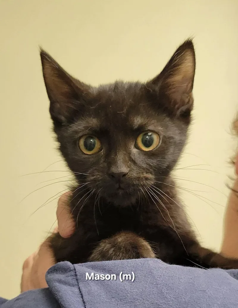 A baby medium-sized male Black Domestic Short Hair cat named Mason for adoption in Mazon, IL