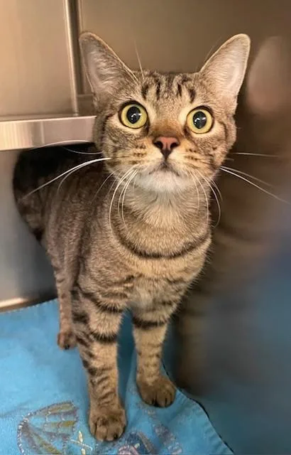 An adult medium-sized female Domestic Short Hair cat named Deanna for adoption in Prudenville, MI