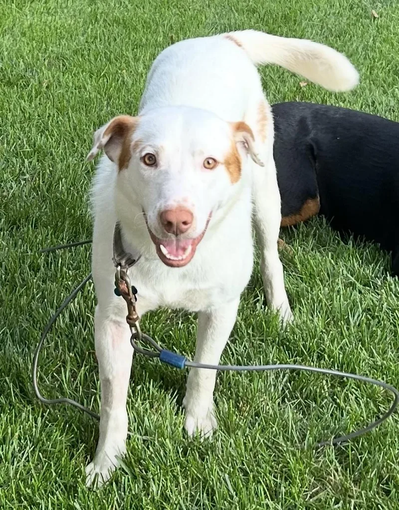 A young medium-sized male White / Cream Labrador Retriever dog named Mikey for adoption in Plainfield, IL