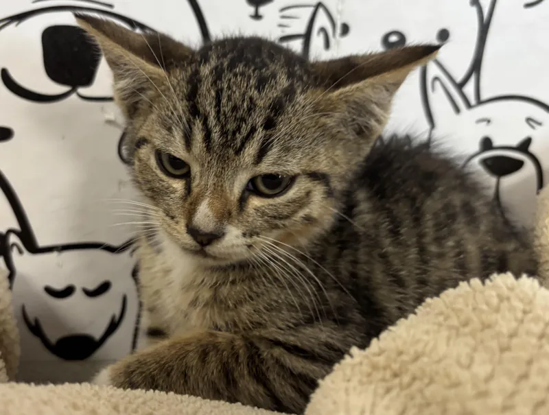 A baby small-sized female Domestic Short Hair cat named Judy for adoption in San Pedro, CA