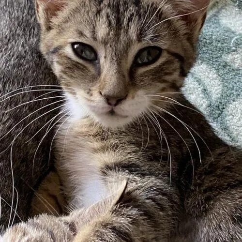 A baby small-sized female Tabby (Brown / Chocolate) Domestic Short Hair cat named McKennie for adoption in Tampa, FL
