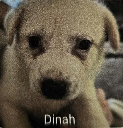 Dinah