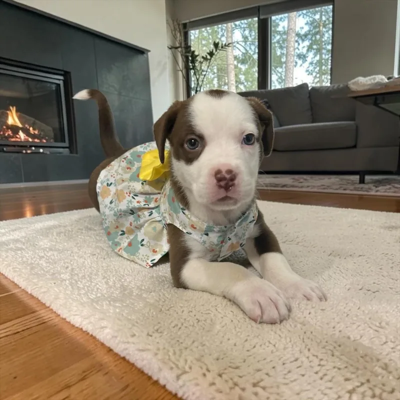 A baby medium-sized female White / Cream Mixed Breed dog named Natasha for adoption in Fort Worth, TX