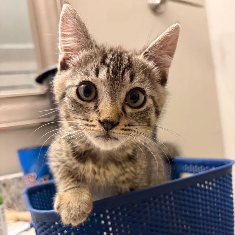 A baby medium-sized male Brown / Chocolate Domestic Short Hair cat named Reid for adoption in Brownsboro, AL