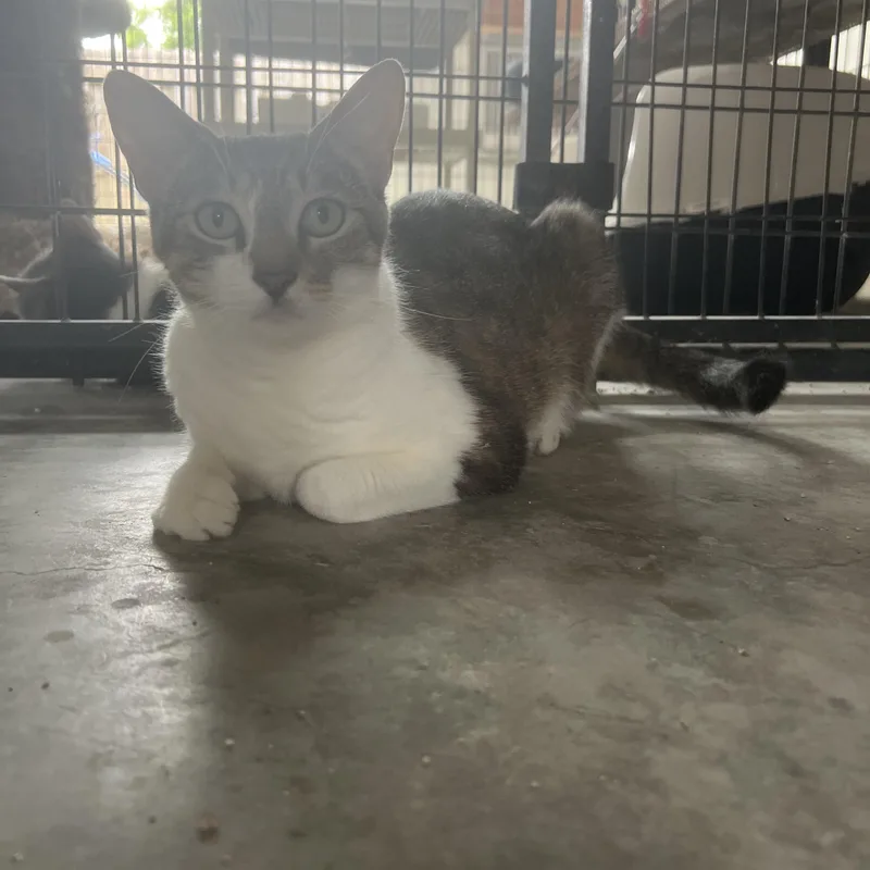 A young medium-sized female Domestic Short Hair cat named Zucchini for adoption in Palmetto, FL