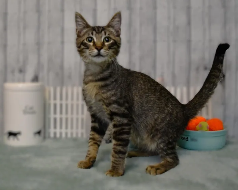 A baby small-sized male Domestic Short Hair cat named Maddox for adoption in Roanoke, TX