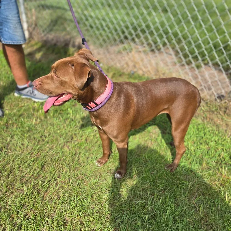 A young medium-sized female Brown / Chocolate Chesapeake Bay Retriever dog named Molly for adoption in Hinesville, GA