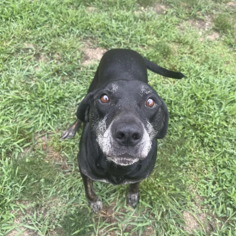 An adult medium-sized female Black Mixed Breed dog named Yukon for adoption in Blairsville, GA