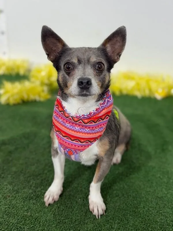 An adult small-sized female Tricolor (Brown, Black, & White) Chihuahua dog named Sol for adoption in Carlsbad, CA