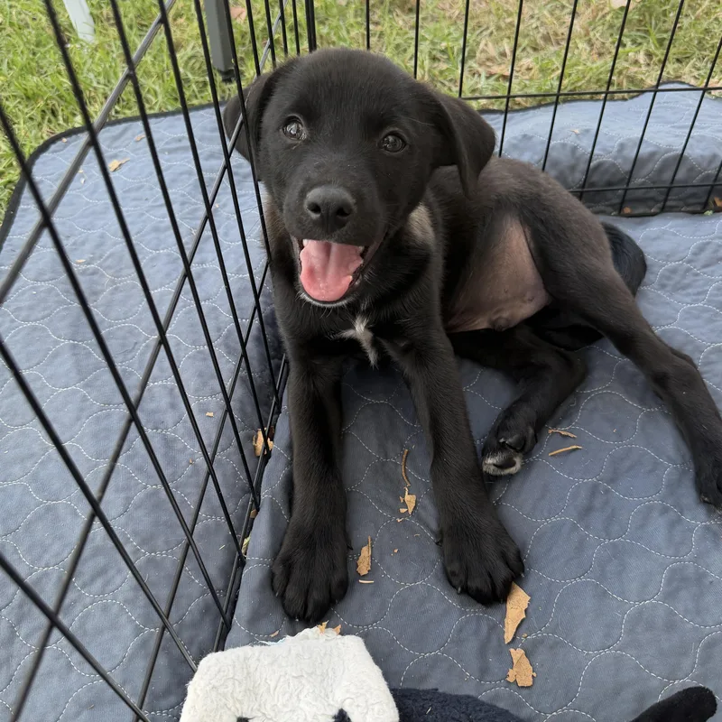 A baby medium-sized male Border Collie dog named MooDini for adoption in San Diego, CA