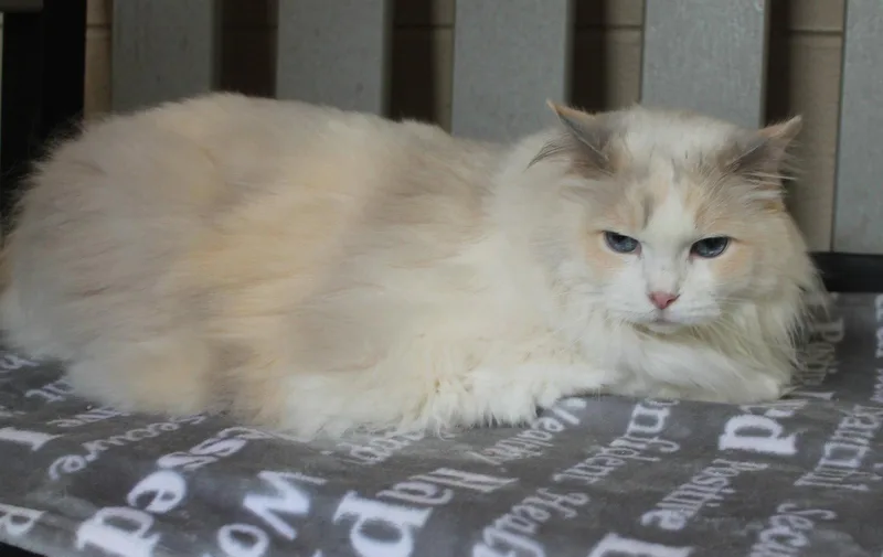 An adult large-sized female Gray & White Domestic Long Hair cat named Willow for adoption in Prattville, AL