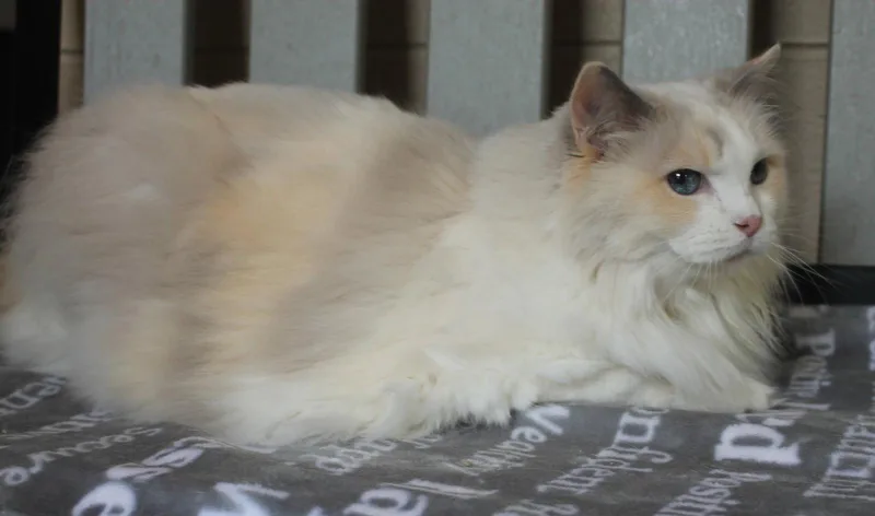 Willow thumbnail 2