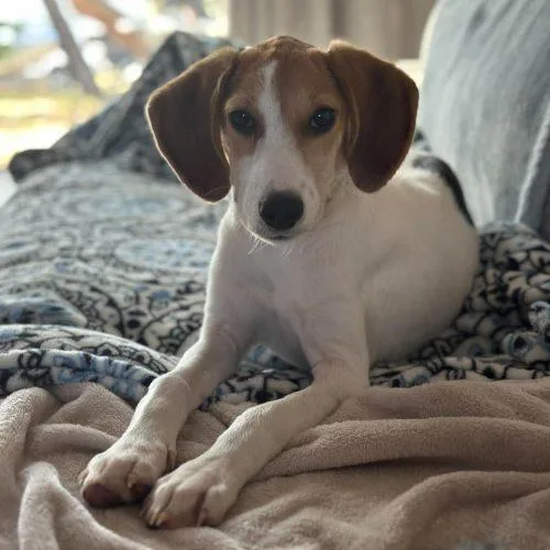 A baby medium-sized female Tricolor (Brown, Black, & White) Treeing Walker Coonhound dog named Nelly for adoption in Sanford, NC