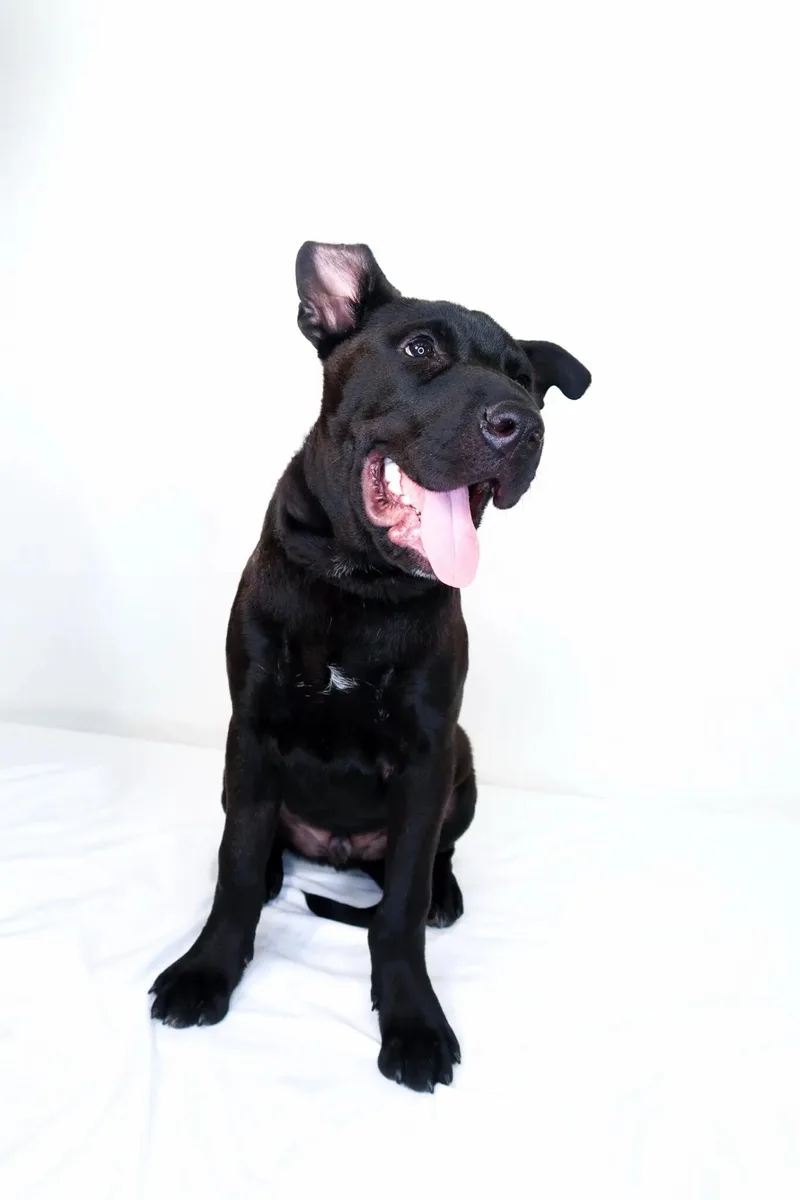 A young large-sized male Black Pit Bull Terrier dog named Flip for adoption in Bixby, OK